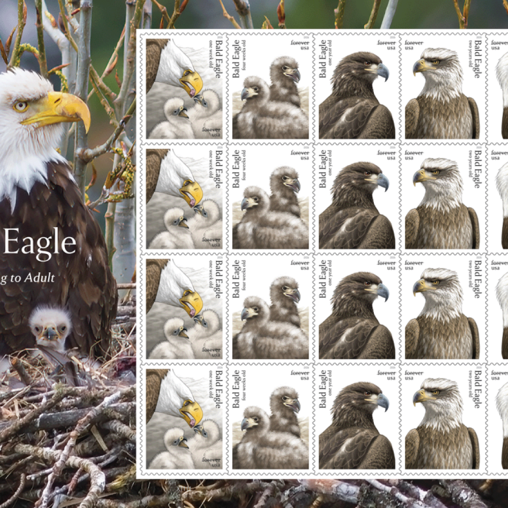 (2026) Bald Eagle: Hatchling to Adult Forever Stamps, Sheet of 20